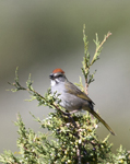 Green tailed Towhee 4090